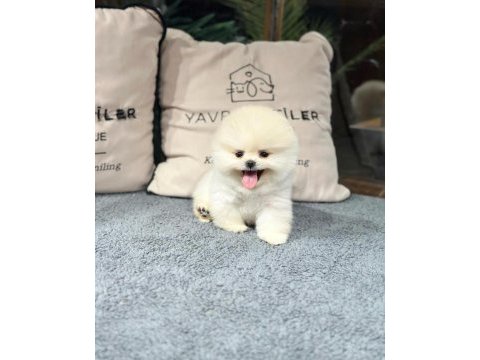 Zeki ırk pomeranian yavrular için bizlere ulaşın