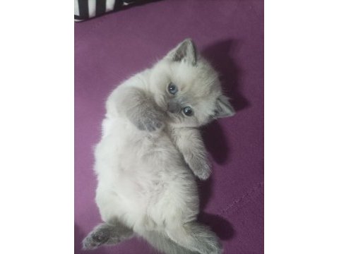 Bluepoint erkek yavru british shorthair