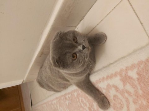 1 yaşındaki scottish fold kızımızı çiftleştirmek istiyoruz