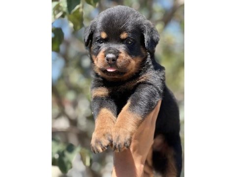 Şecere soy kütüğünden rottweiler yavrular