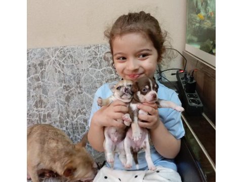 Teacup elma kafa chihuahua (şivava) bebekler