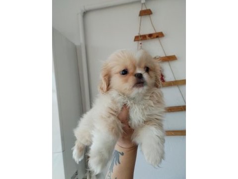 Minicik pekinez bebek köpekler