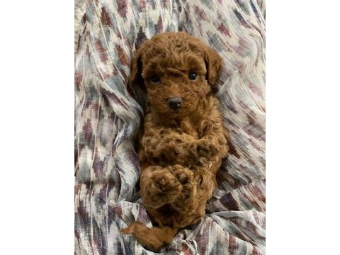 Poodle bebeklerim yeni yuvaya hazır