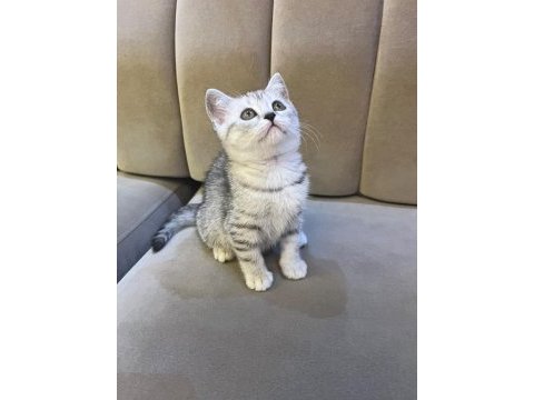 Scottish straight silver tabby dişi