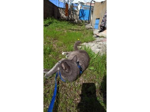Russian blue kedimi acil sahiplendiriyorum