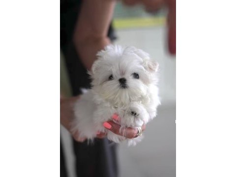 Türkiyenin en güzel maltese bebekleri