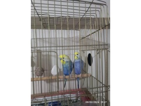 Rainbow çift muhabbet kuşu