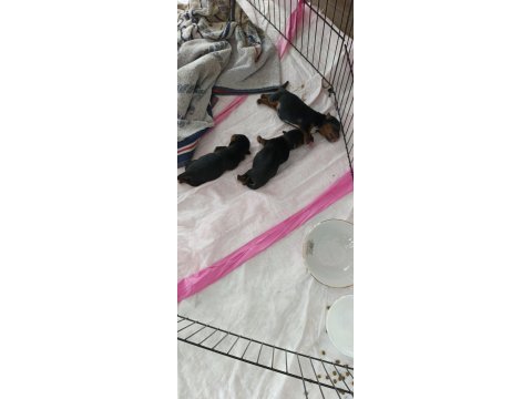 10 temmuz doğumlu orjinal yorkshire terrier yavruları