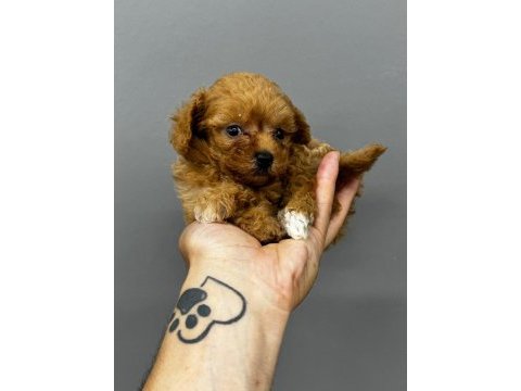 Koyu kahve maltipoo yavrularım