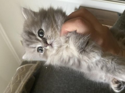 Birbirinden güzel silver tabby erkek british yavrular