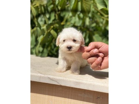 Maltese terrier yavrularımız
