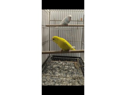 Sağlam bakıcı muhabbet kuşu takımlar