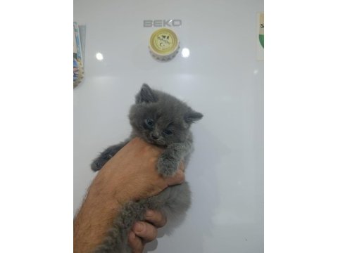 Blue british shorthair bal bebekler