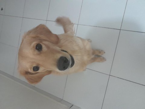 Yeni yuva arıyoruz golden retriever