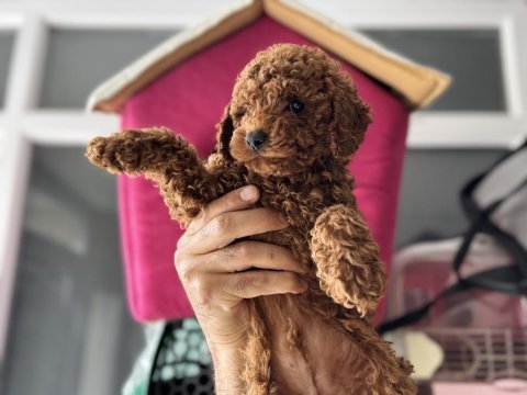 Safkan kısa kuyruk kore toy poodle yavrularımız