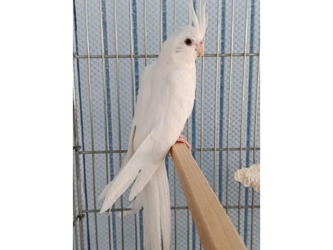 3 aylık yavru albino sultan papağanı