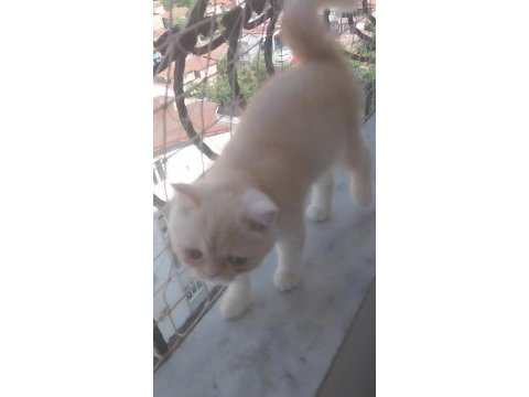 Saf kan exotic shorthair erkek yavru
