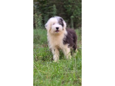 Trde nadir ırklardan bobtail yavrularımız
