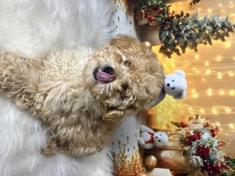 Kıvır kıvır maltipoo