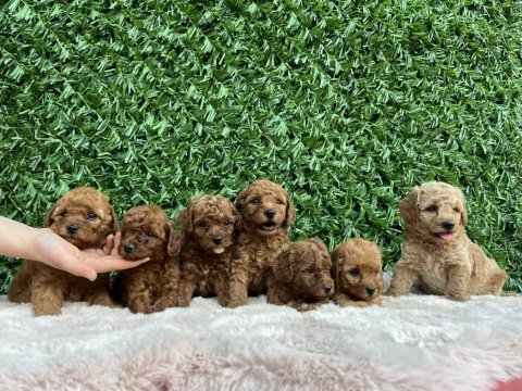 Toy poodle bebişler