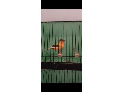 Sarı beyaz harlikuin parçalı kanaryalar