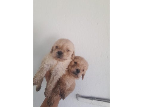 Goldendodle yavrularımız rezerveye acilmistir