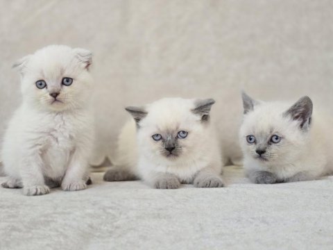 Blue point scottish fold ve british shorthair