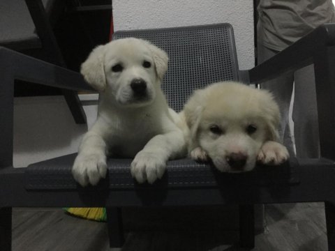 Kaliteli yavru akbaşlar