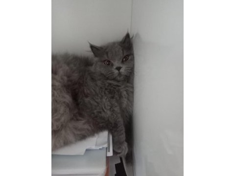 British longhair kedimiz lunaya bir damat arıyoruz