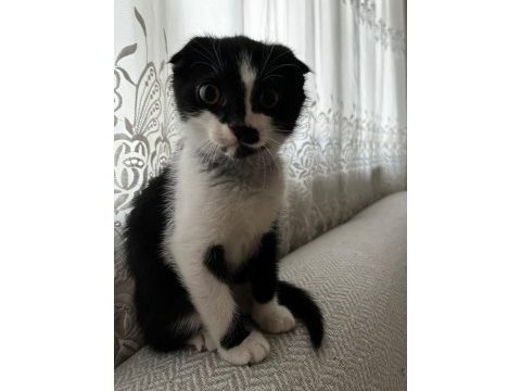 3 aylık yavru scottish fold