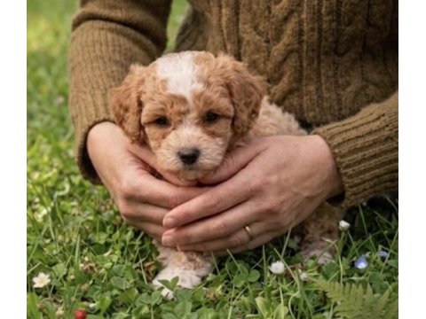 Korekan toy poodle bebeklerimiz