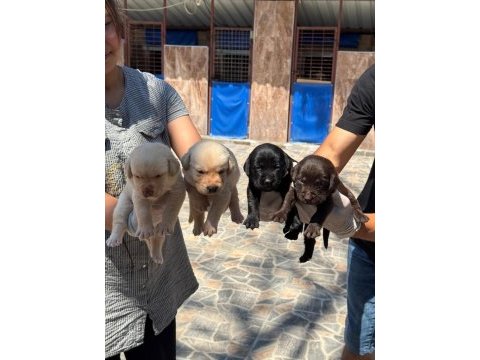 Sevimli labrador yavrularımız