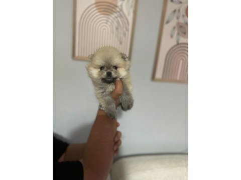 Pomeranian boo teddy bear yavrucuklar