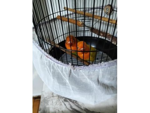 Cennet papağanı sevda papağanı 6 aylık