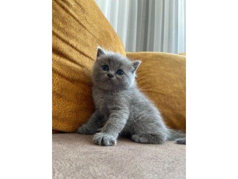 7 aylık erkek british shorthair kedimiz