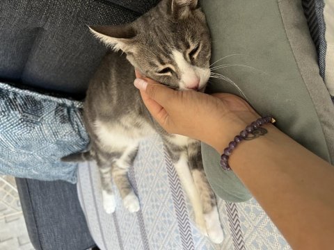 Acil yuva aşılı kısır 7 aylık kedimiz