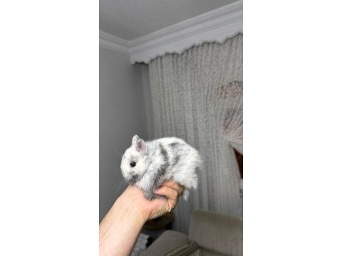 Holanda lop mini lop cüce tavşan yavrular gönderim var