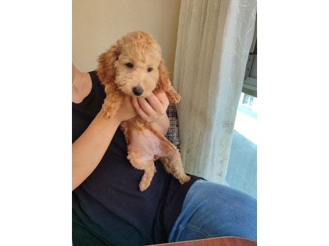 Dişi 6 aylık aşıları tamam poodle