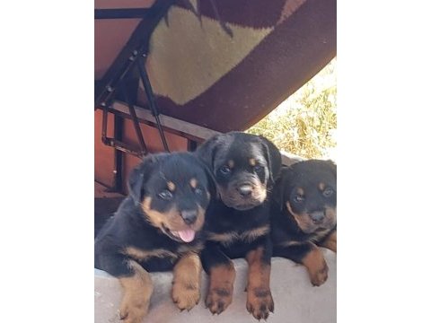 Macar koca kafa rottweiler yavruları