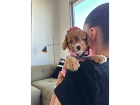 Türünün en güzeli maltipoo