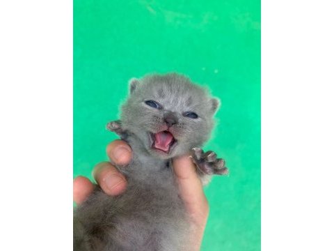 Scottish fold yavrularımız