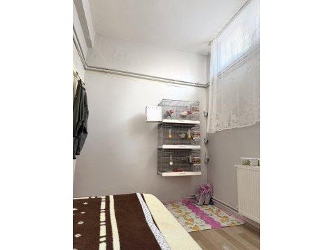 Muhabbet kuşu show erkek