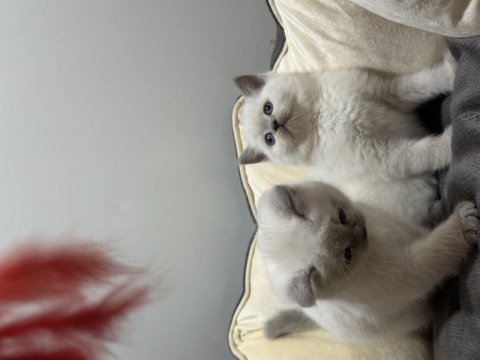 British shorthair blue point koca kafa bebekler