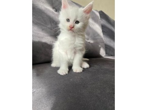 Safkan maine coon yavrular