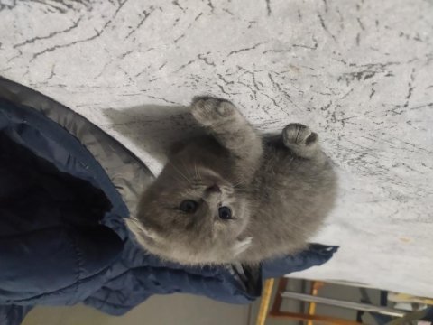 2 aylık scottish fold - blue point melezi