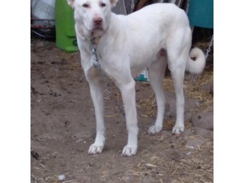 Akbaş yavrusu köpeğimiz