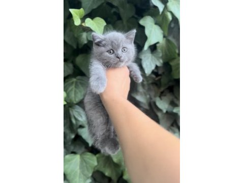 Safkan british shorthair bebekler