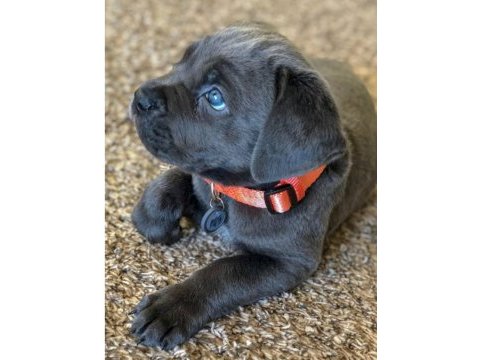 Mavi göz cane corso