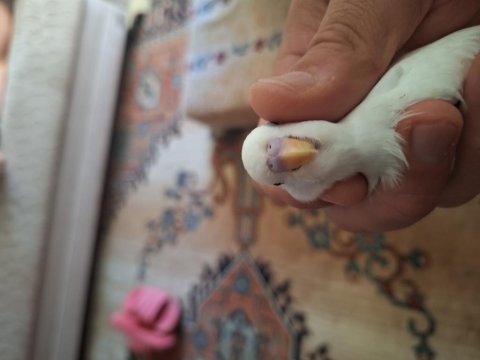 Tatlı muhabbet kuşu bebeklere yuva aranıyor