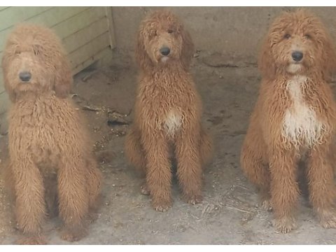 Kaliteli dev poodle yavrular